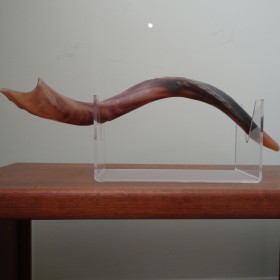 cropped shofar smaller
