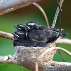 nest-birds-1